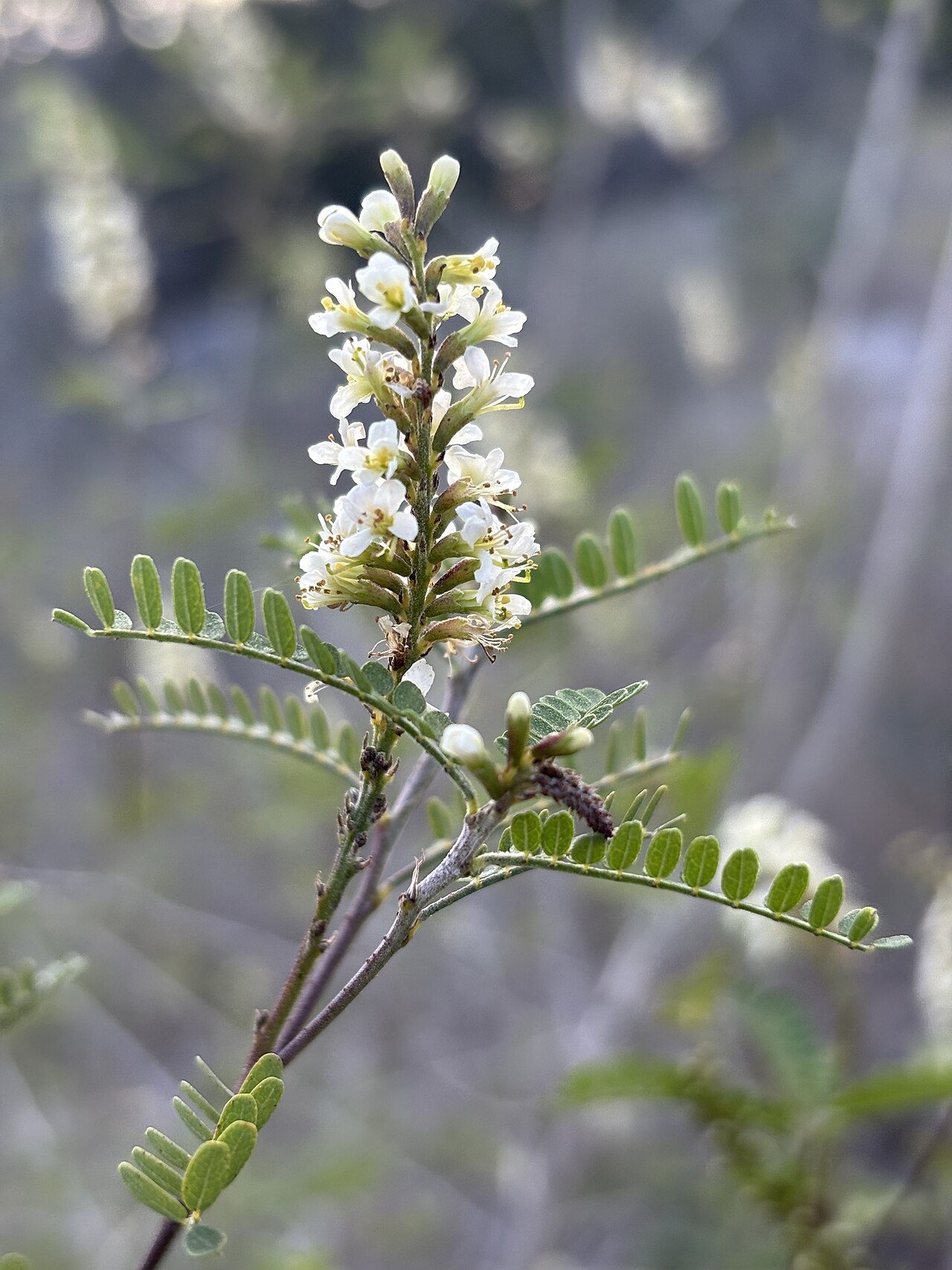 Texas Kidneywood (Eysenhardtia texana) - PlantNative.org Texas kidneywood (Eysenhardtia texana) spike of small white fragrant flowers at a branch tip