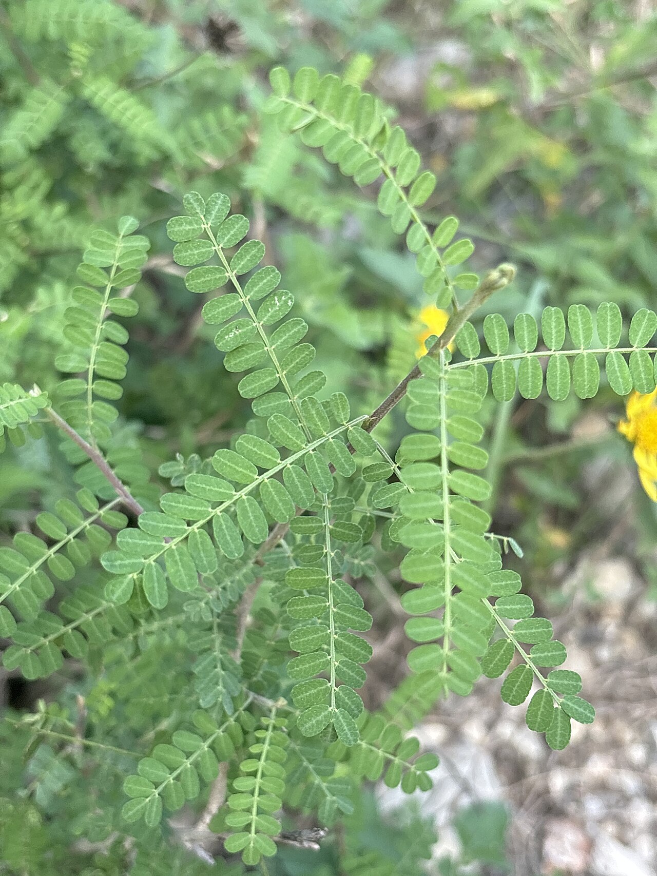 Texas Kidneywood (Eysenhardtia texana) - PlantNative.org Close-up of Texas kidneywood (Eysenhardtia texana) finely divided pinnately compound leaflets