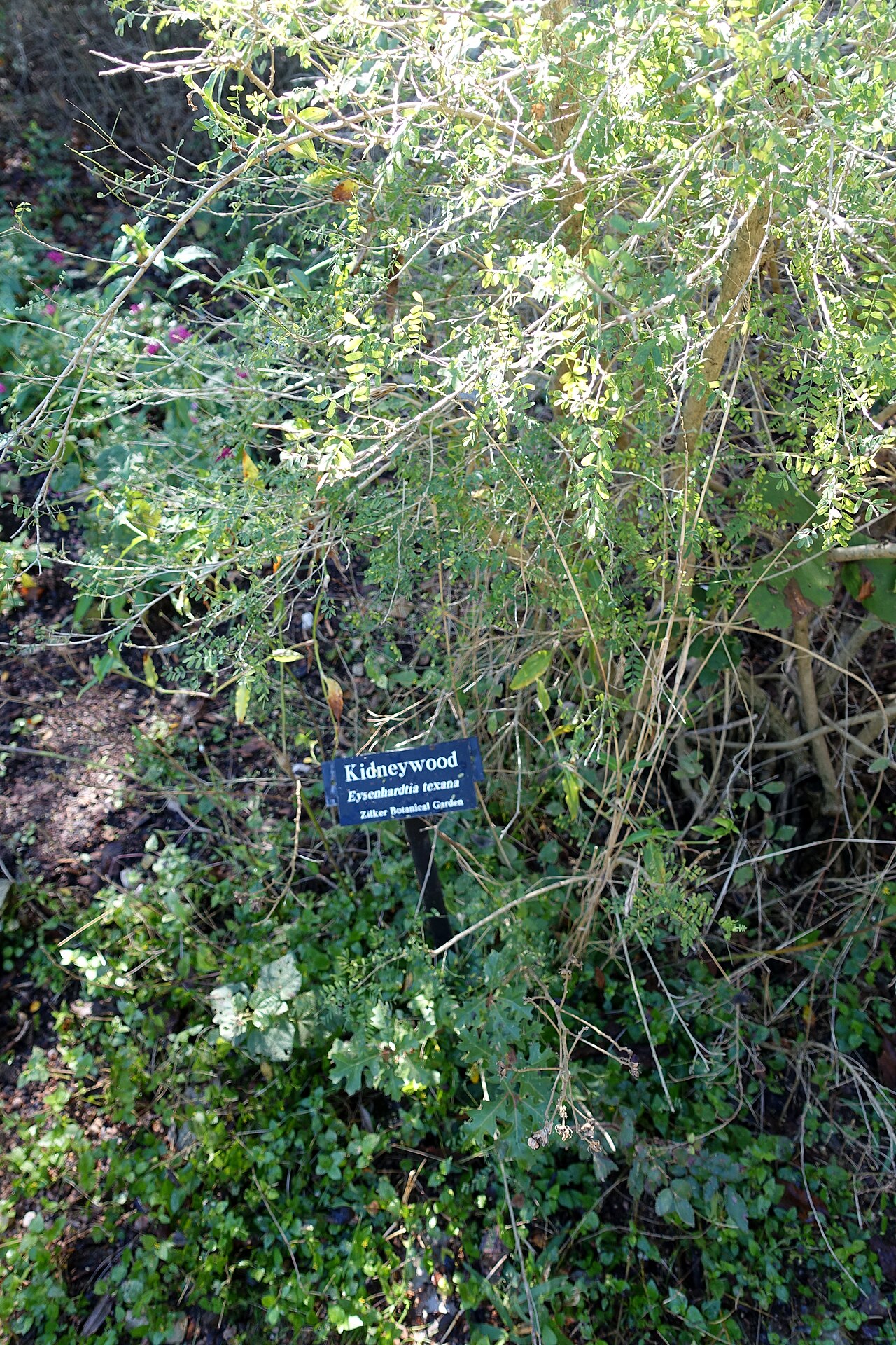 Texas Kidneywood (Eysenhardtia texana) - PlantNative.org Texas kidneywood (Eysenhardtia texana) growing as an open, airy, multi-branched shrub with fine, fern-like foliage at Zilker Botanical Garden, Austin, Texas