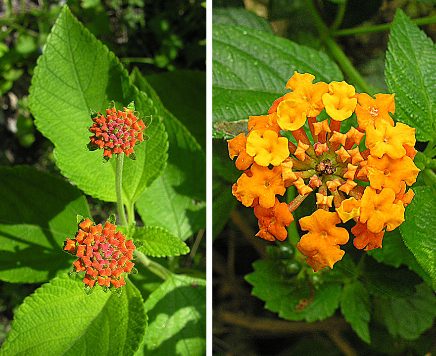 Close-up of Texas lantana (Lantana urticoides) leaves and flower buds showing rough, toothed foliage