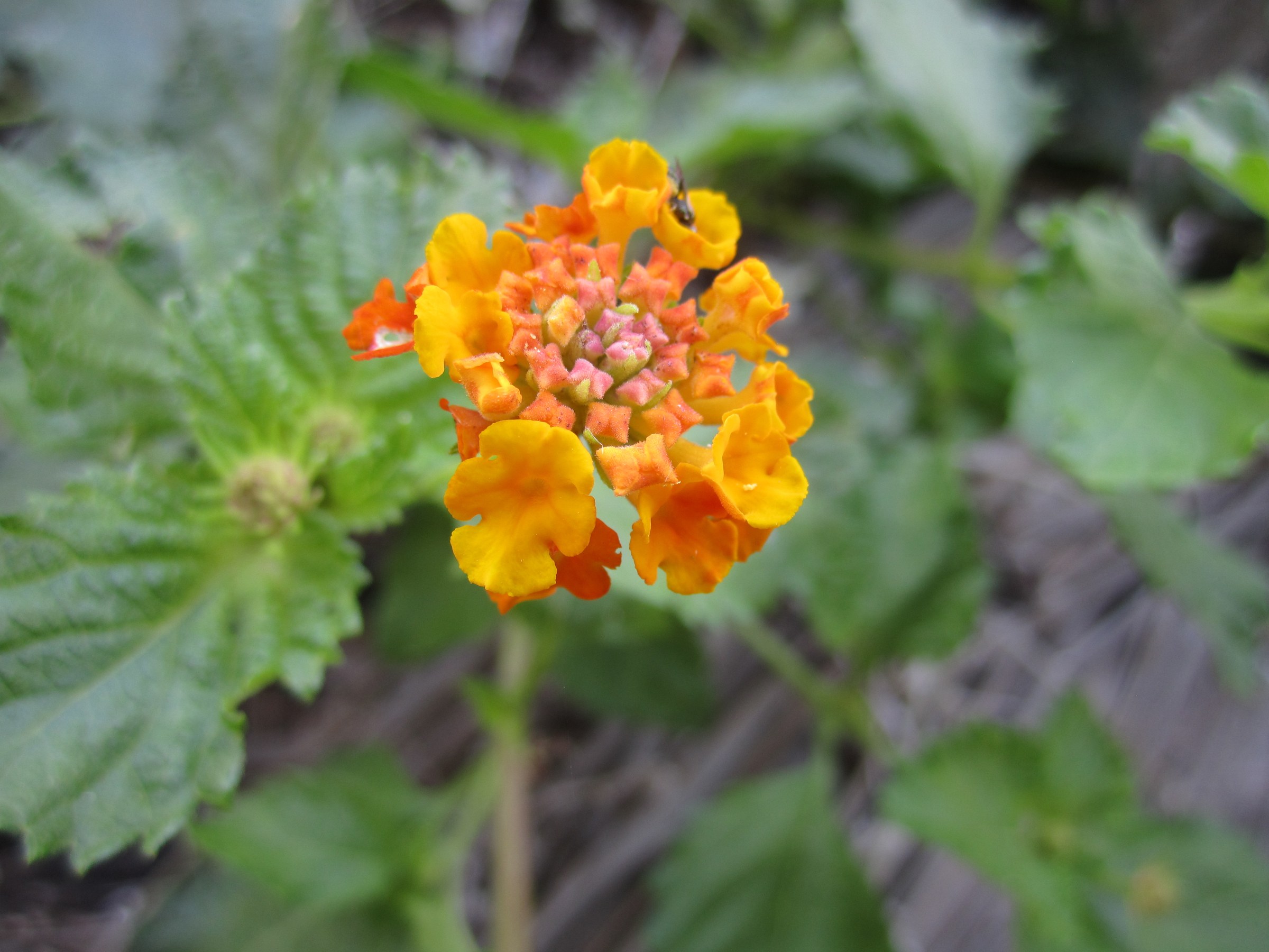 Texas lantana (Lantana urticoides) flower cluster being visited by a small pollinating insect