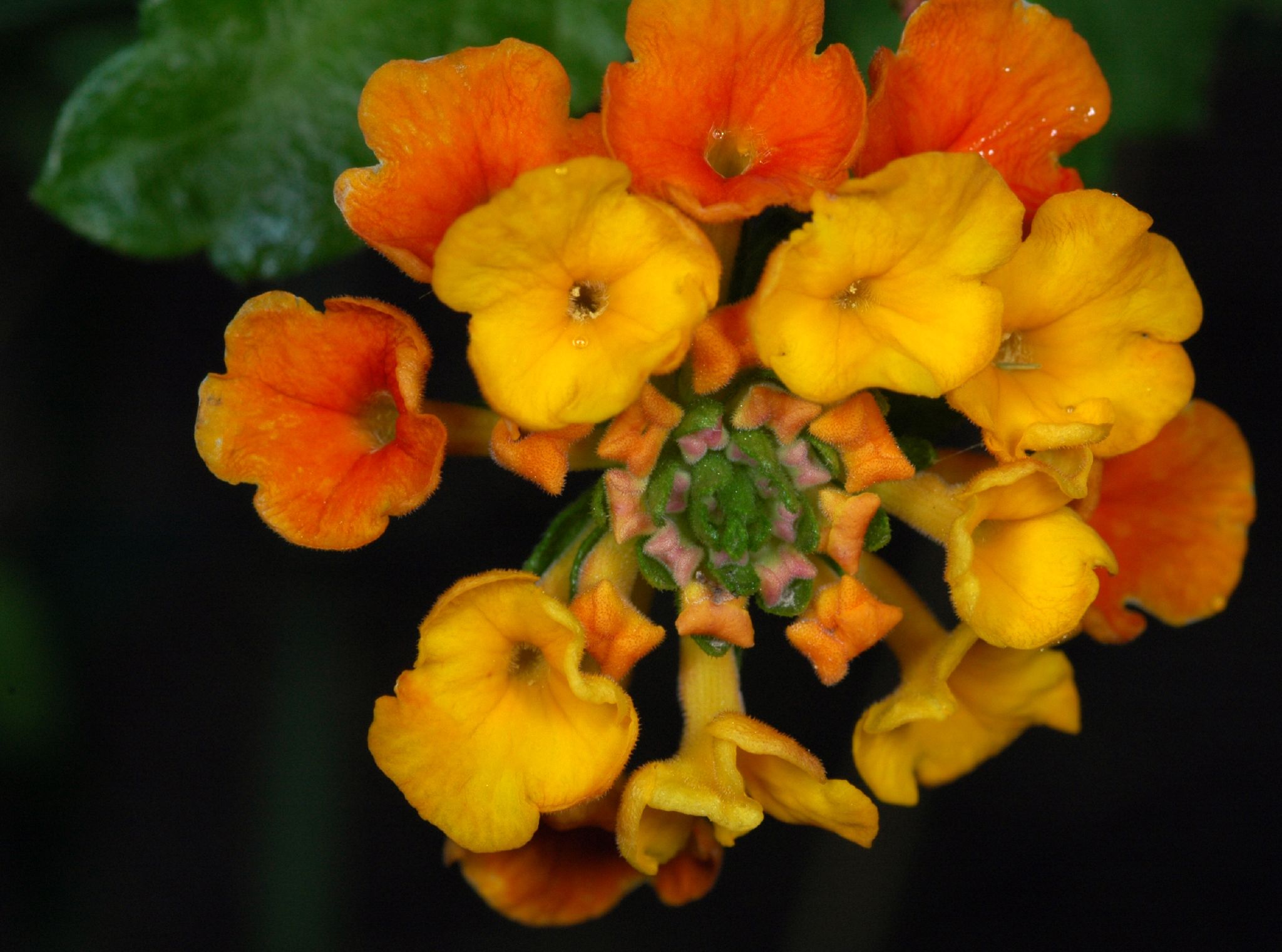 Texas lantana (Lantana urticoides) flower cluster with orange outer florets ringing yellow inner florets