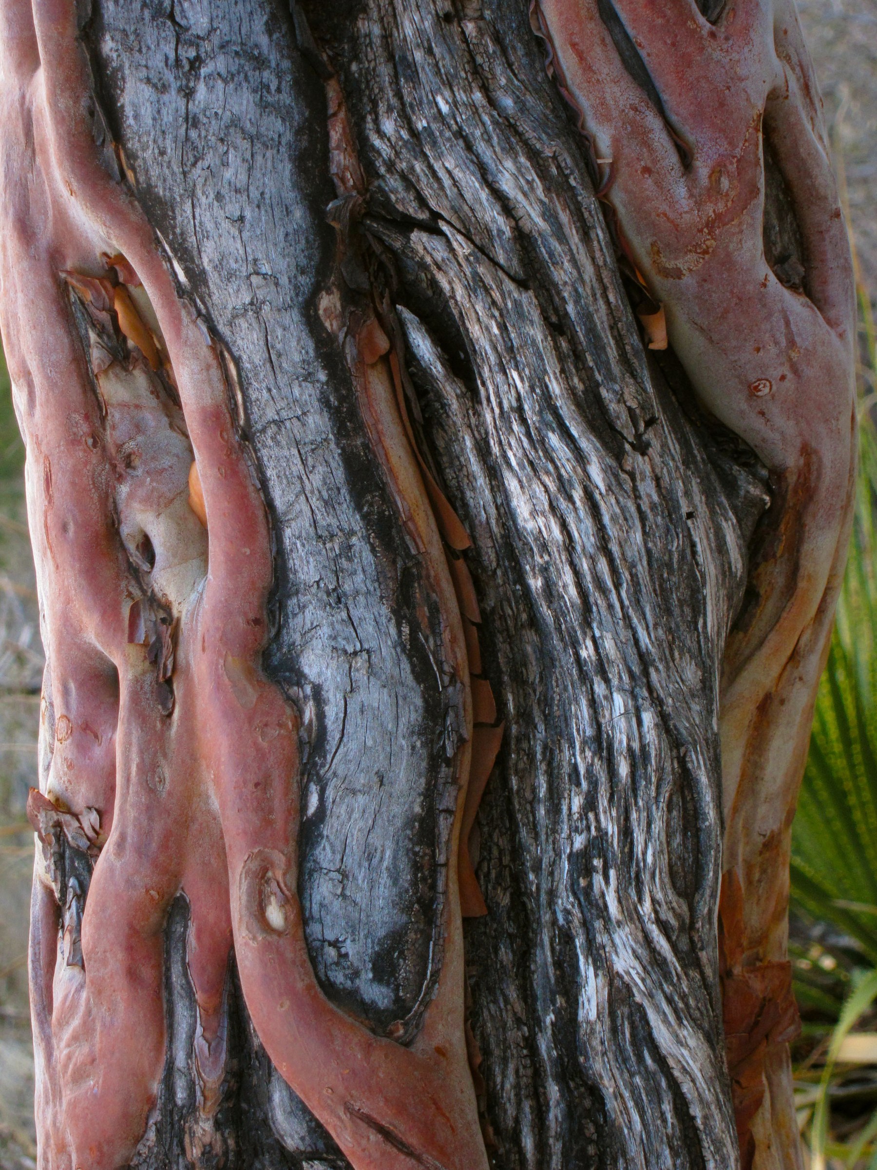 Close-up of Texas madrone peeling cinnamon and terracotta colored bark