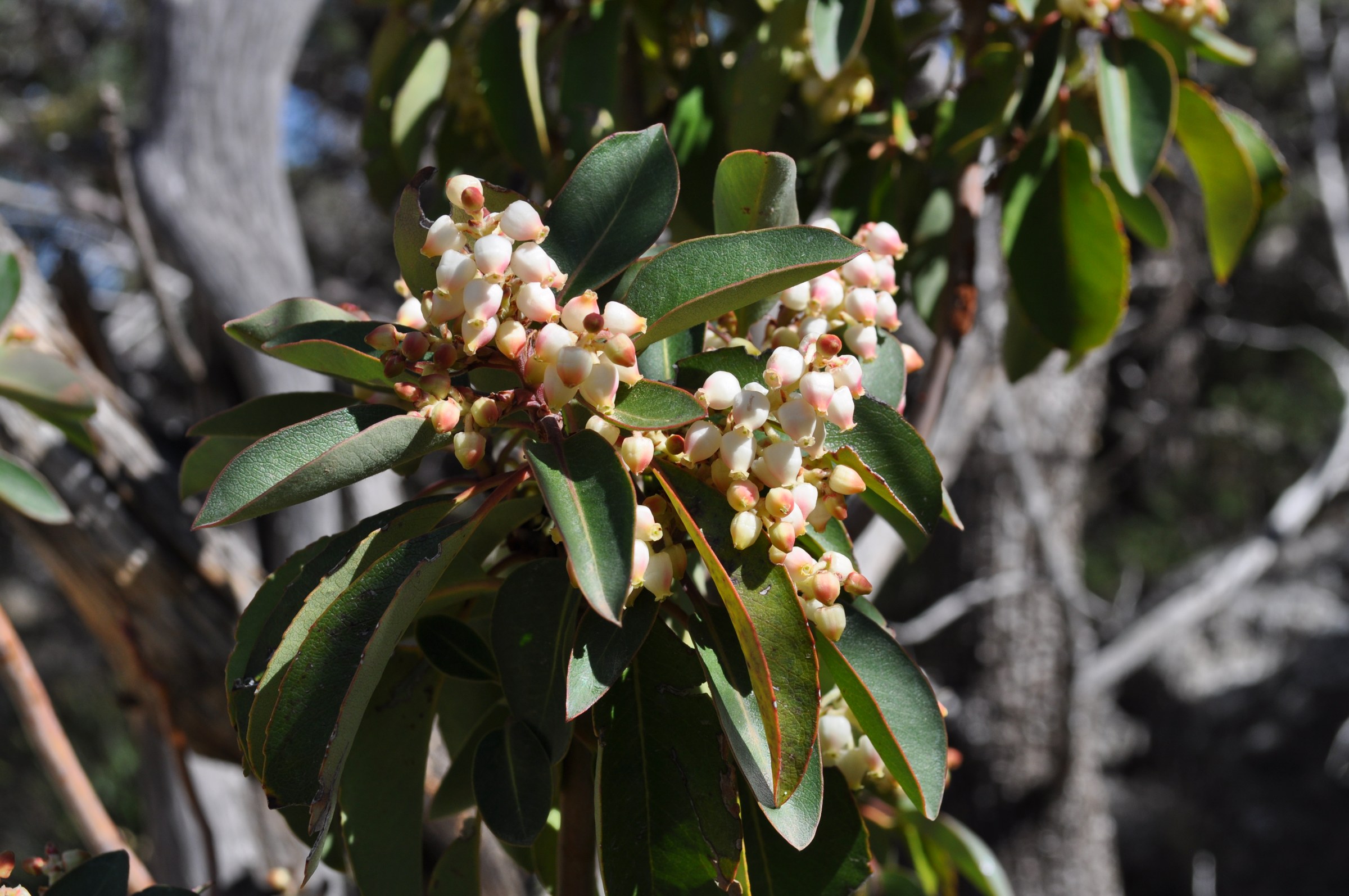 Texas madrone urn-shaped white flower clusters at Guadalupe Mountains National Park