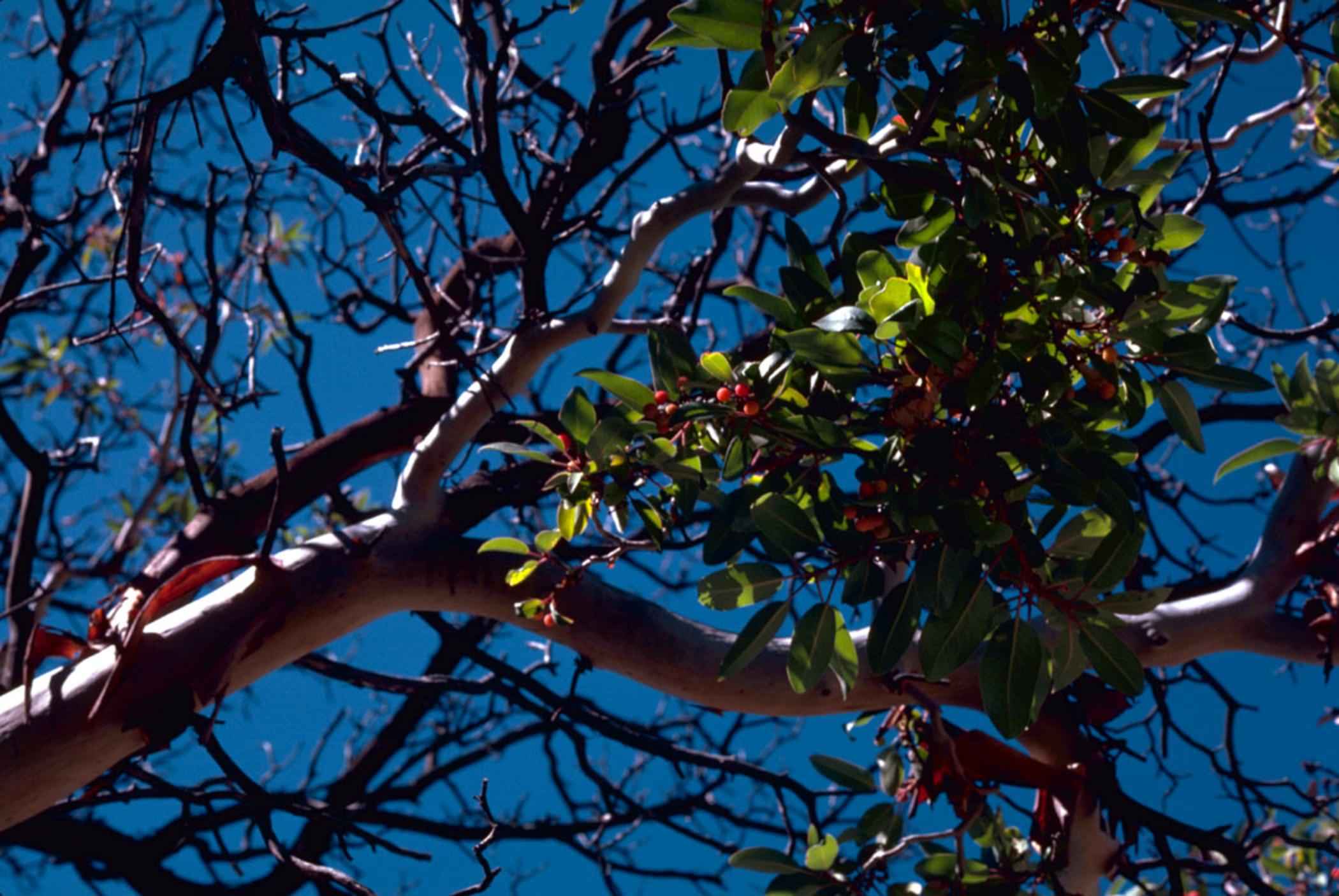 Texas madrone (Arbutus xalapensis) small tree showing broad rounded crown