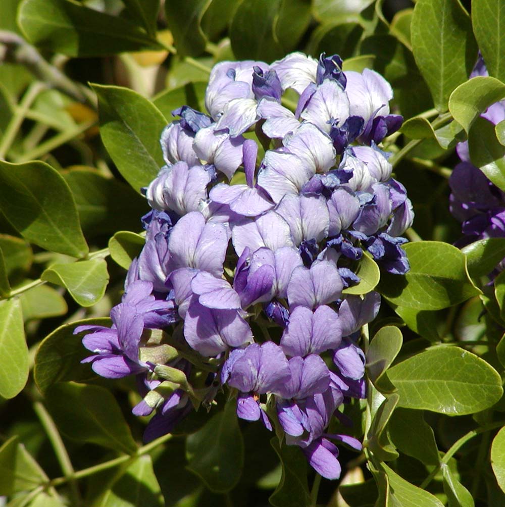 Texas Mountain Laurel (Sophora secundiflora) - PlantNative.org Close-up of Texas Mountain Laurel (Sophora secundiflora) violet-purple flower raceme showing individual pea-like blossoms
