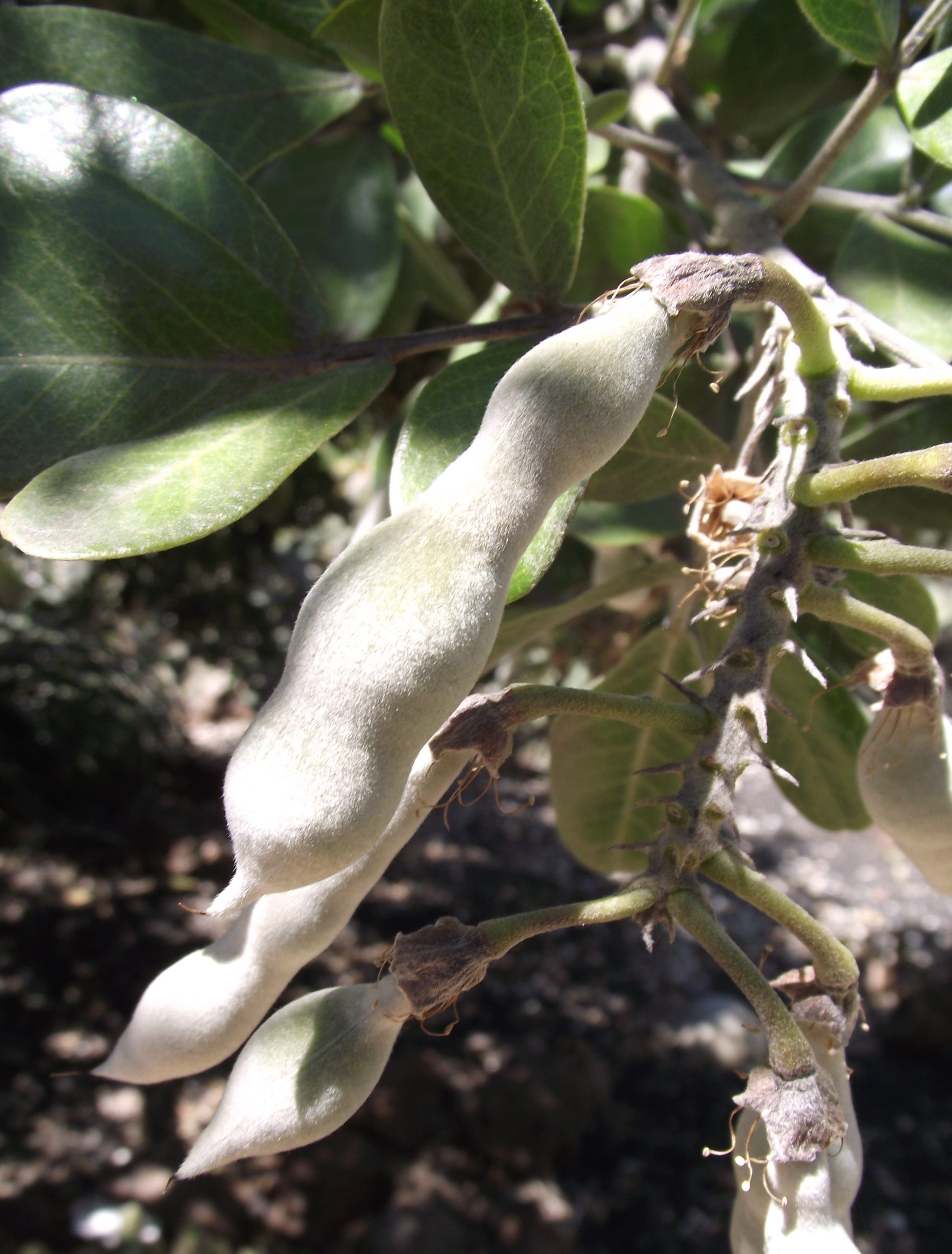 Texas Mountain Laurel (Sophora secundiflora) - PlantNative.org Texas Mountain Laurel (Sophora secundiflora) woolly gray seed pods hanging in a cluster among evergreen leaves