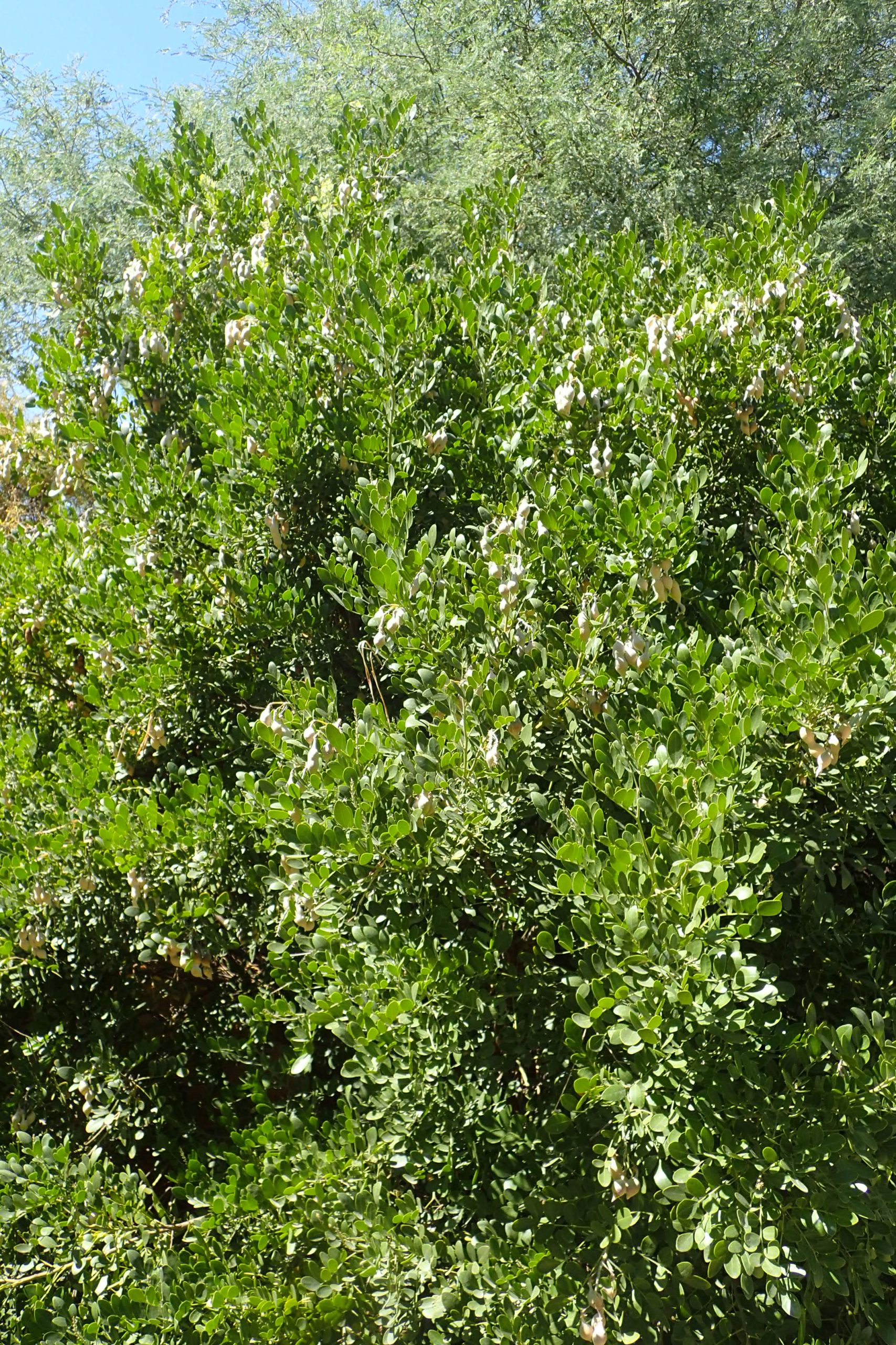 Texas Mountain Laurel (Sophora secundiflora) - PlantNative.org Texas Mountain Laurel (Sophora secundiflora) shrub in full bloom with dense evergreen foliage and hanging clusters of purple flowers