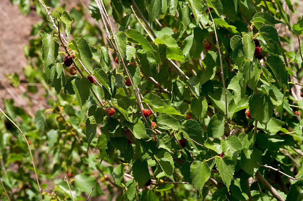 Texas Mulberry (Morus microphylla) fruiting branch with small toothed leaves and clusters of ripening red and purple berries