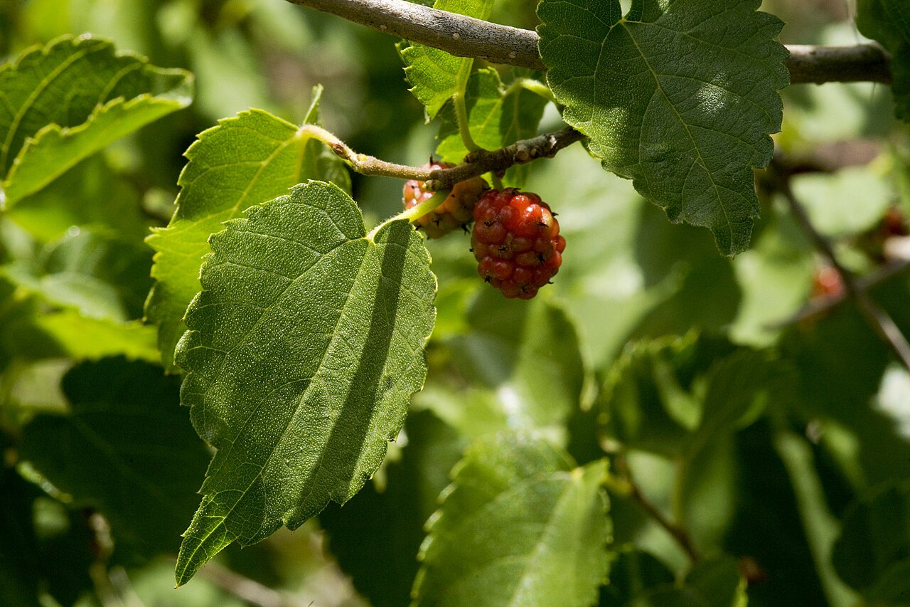 Close-up of Texas Mulberry (Morus microphylla) small toothed leaves with a ripening red berry
