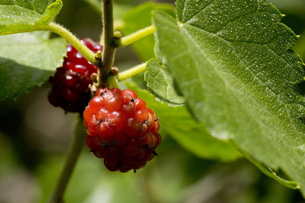Texas Mulberry (Morus microphylla) ripe red and dark berries hanging among toothed leaves