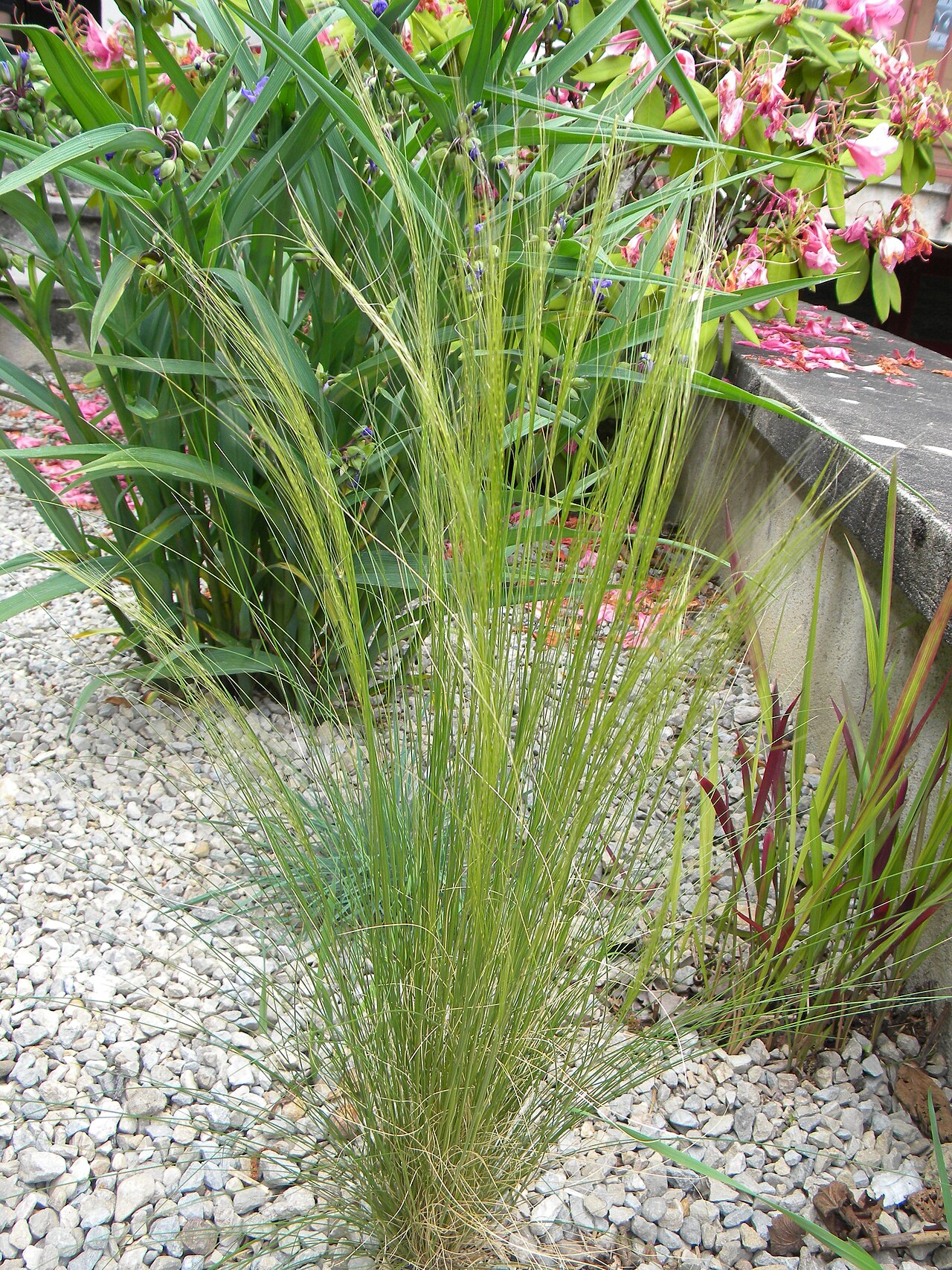 Texas Needlegrass (Nassella tenuissima) - PlantNative.org Texas needlegrass clump showing fine, nodding seed heads among garden plantings