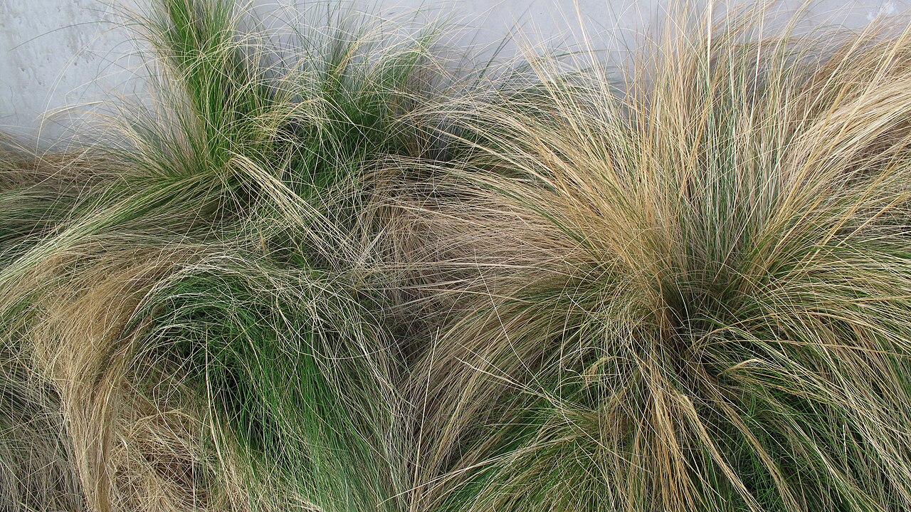 Texas Needlegrass (Nassella tenuissima) - PlantNative.org Texas needlegrass (Nassella tenuissima) planted in mounded clumps, showing its fine, hair-like silvery-green blades