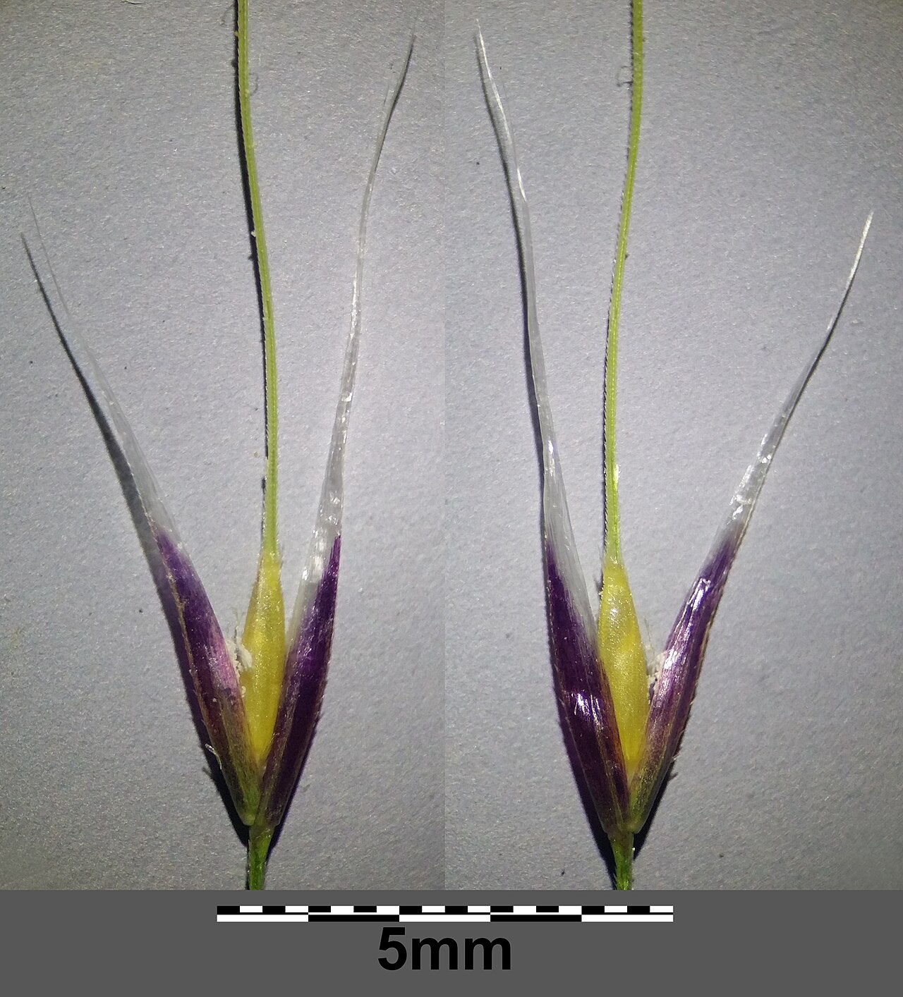 Texas Needlegrass (Nassella tenuissima) - PlantNative.org Close-up of a Texas needlegrass spikelet showing the purple-based floret and long, hair-fine bent awn, with a 5 mm scale bar