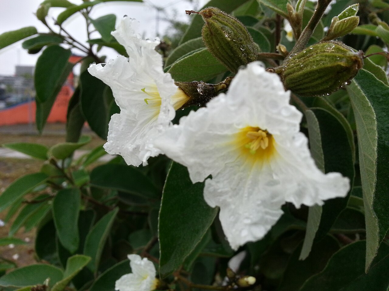 Texas Olive (Cordia boissieri) - PlantNative.org Close-up of a Texas olive (Cordia boissieri) flower showing its white, ruffled, crepe-paper-like petals and yellow throat