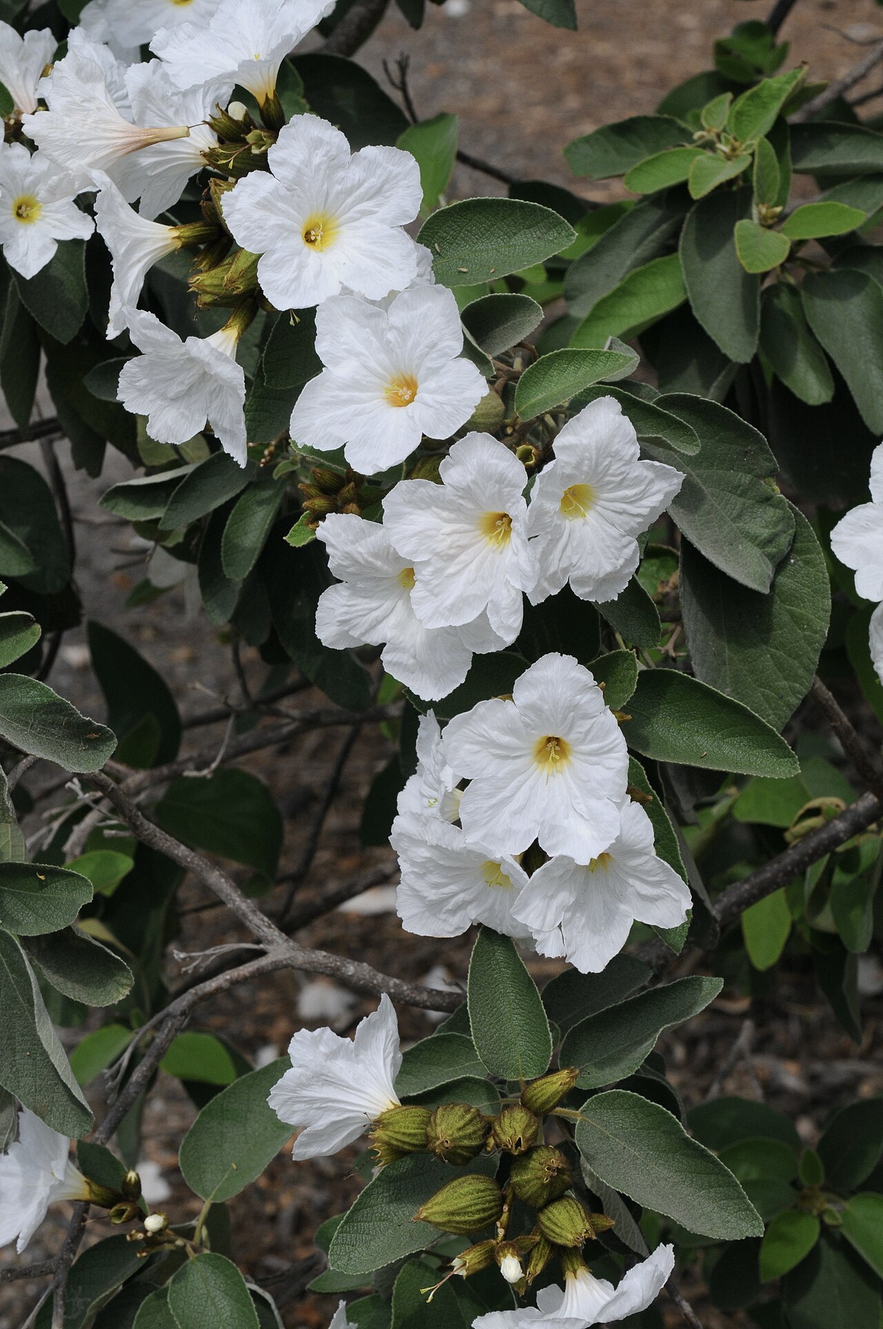 Texas Olive (Cordia boissieri) - PlantNative.org Cluster of white Texas olive (Cordia boissieri) flowers and large soft green leaves on a branch