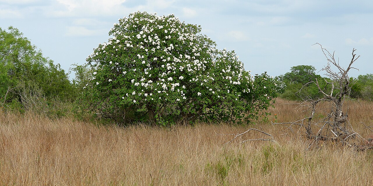 Texas Olive (Cordia boissieri) - PlantNative.org A full, rounded Texas olive (Cordia boissieri) tree covered in white flowers growing wild in a south Texas grassland