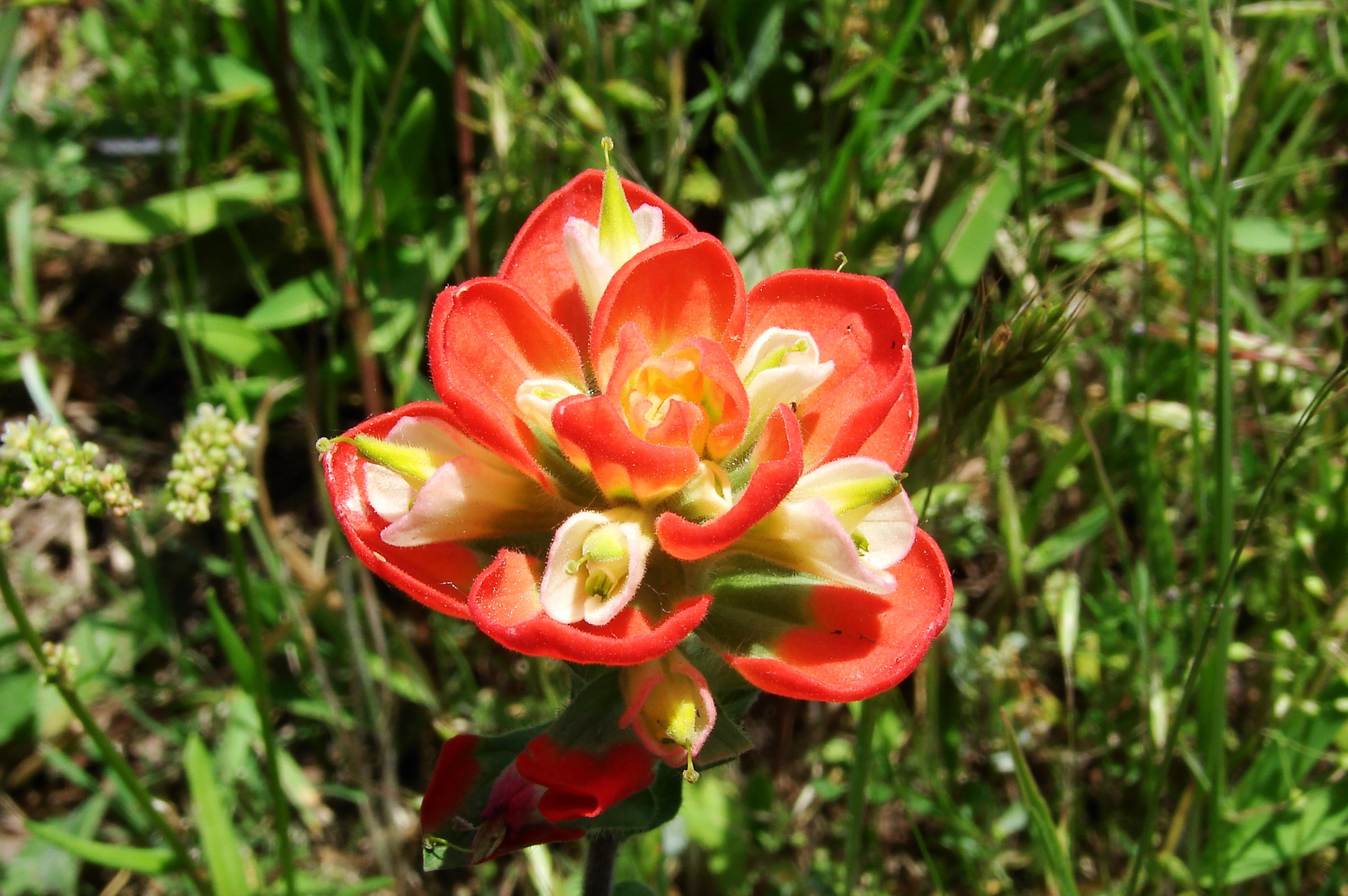Texas Paintbrush (Castilleja indivisa) - PlantNative.org Texas paintbrush blooming alongside Texas bluebonnets in a roadside wildflower display