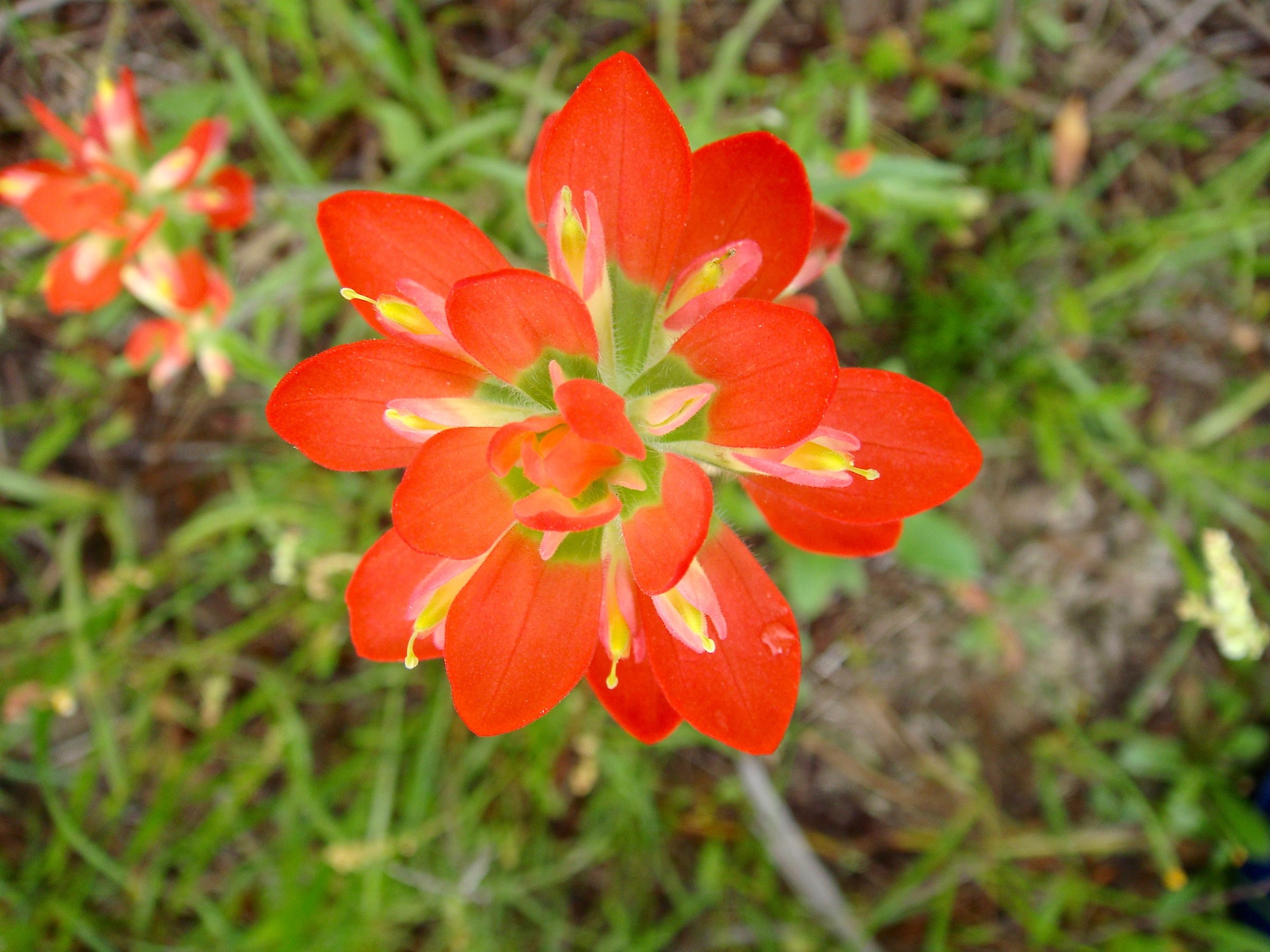 Texas Paintbrush (Castilleja indivisa) - PlantNative.org Close-up of Texas paintbrush bright orange-red bracts, Van Zandt County Texas