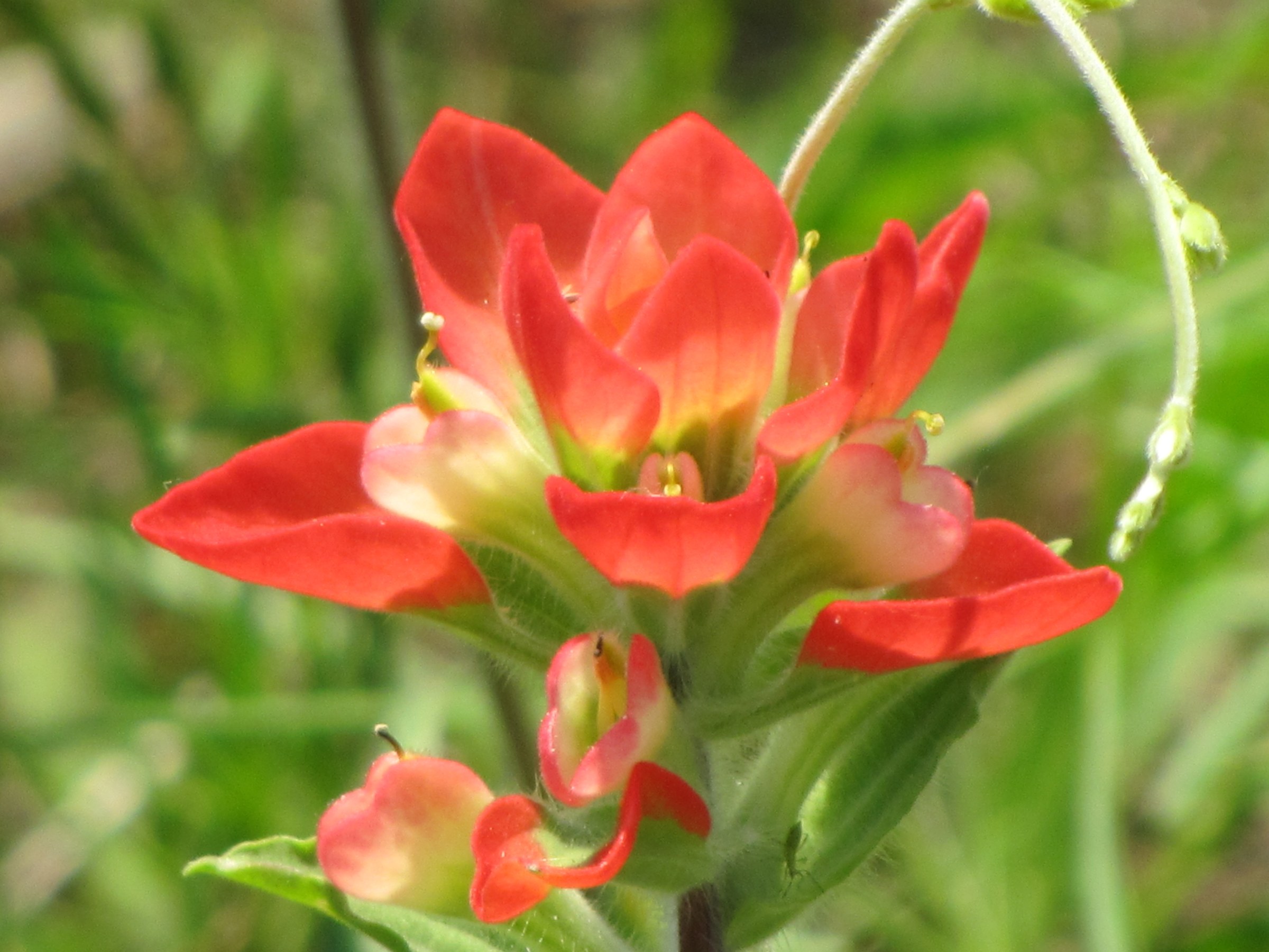 Texas Paintbrush (Castilleja indivisa) - PlantNative.org Texas paintbrush (Castilleja indivisa) flowering in a wild Texas field at Wichita Mountains Wildlife Refuge