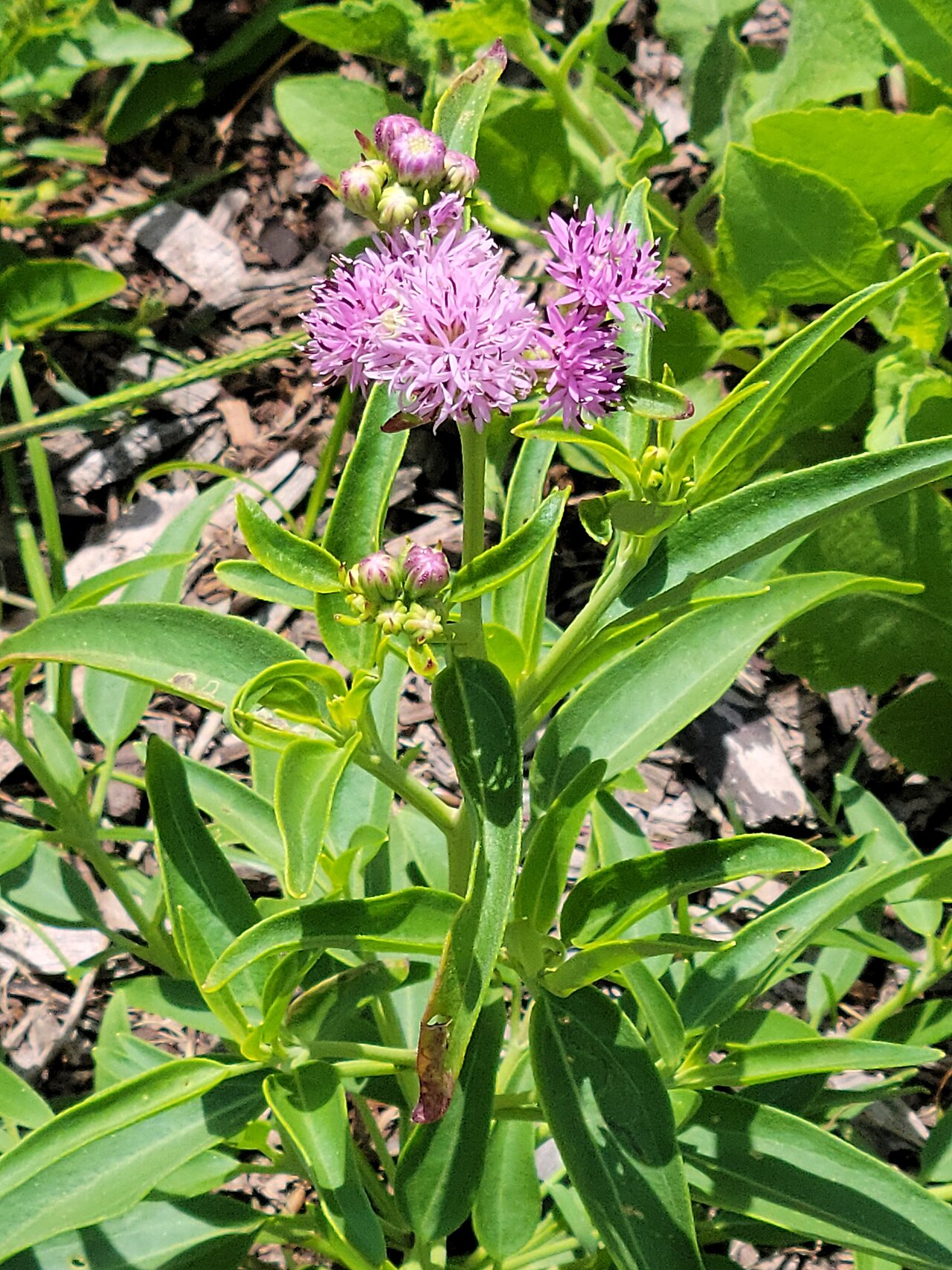 Texas palafoxia (Palafoxia texana) plant with pink pom-pom flower heads and narrow lance-shaped leaves