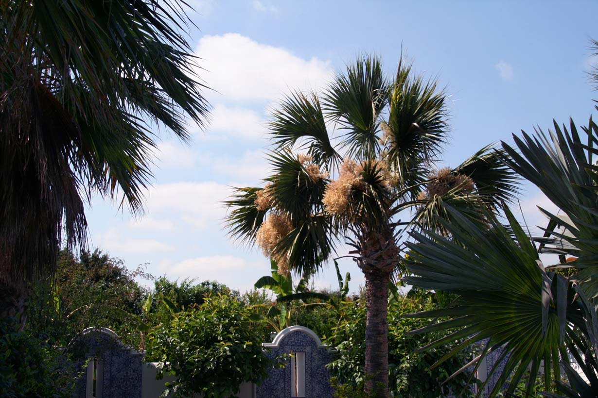 Texas Palmetto (Sabal mexicana) - PlantNative.org Texas Palmetto (Sabal mexicana) crown with large arching cream-colored flower clusters emerging among the fan-shaped leaves