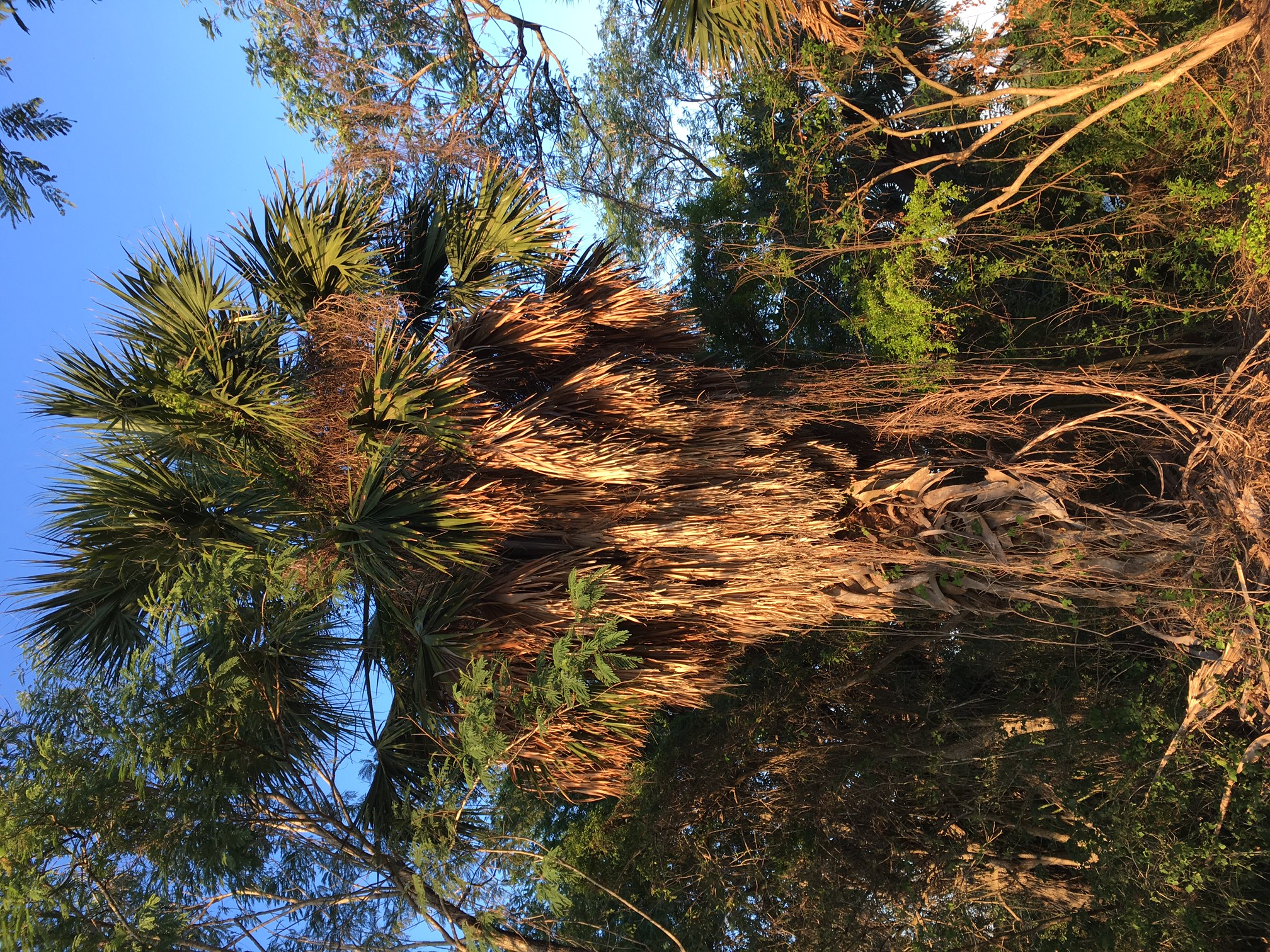 Texas Palmetto (Sabal mexicana)