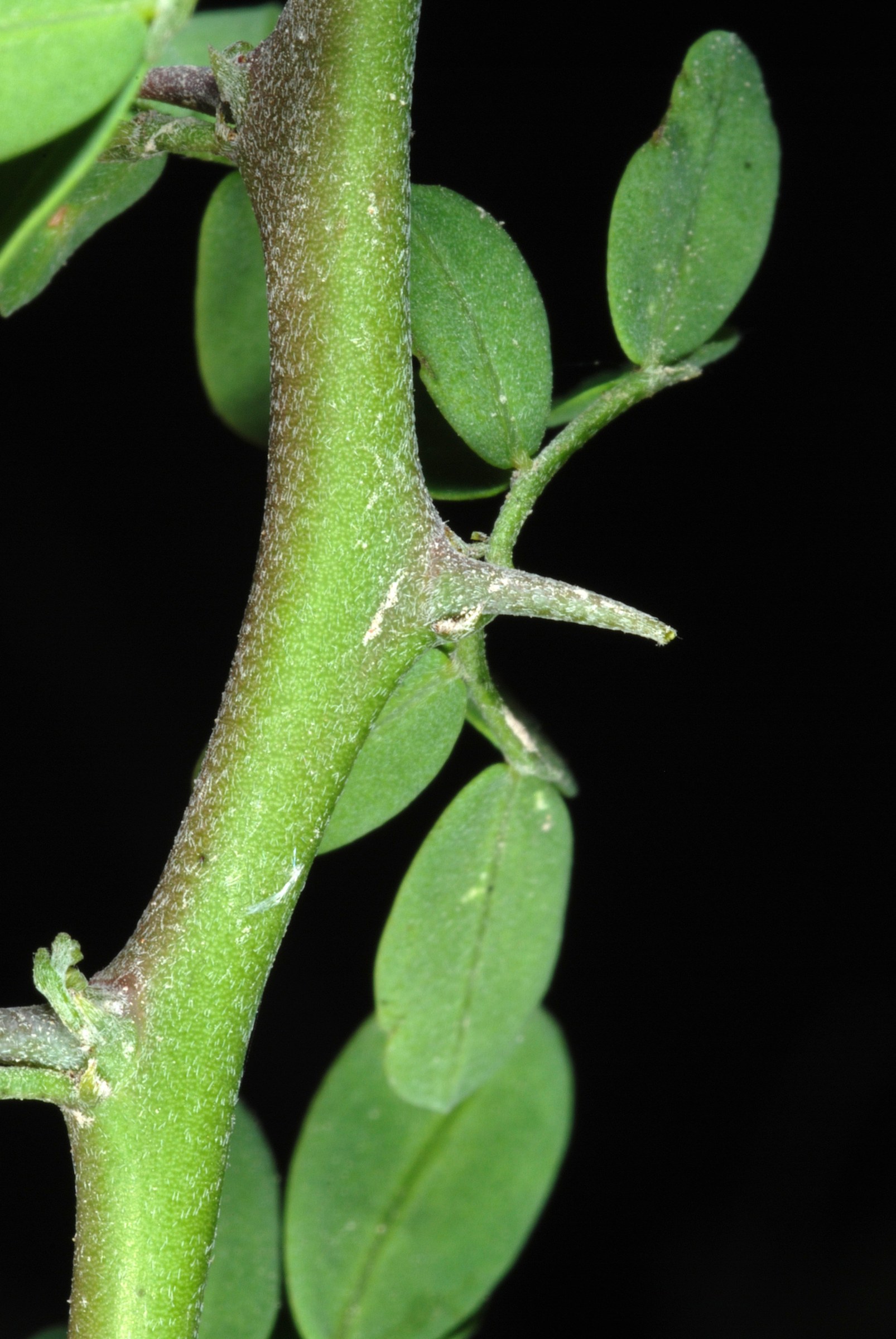 Texas Paloverde (Parkinsonia texana) - PlantNative.org Texas Paloverde (Parkinsonia texana) stem detail showing a stout thorn at the leaf node and small oblong leaflets