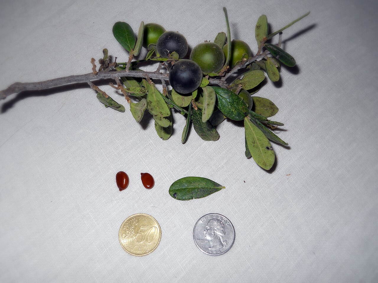 Texas Persimmon (Diospyros texana) - PlantNative.org Close-up of Texas Persimmon fruit, leaves, and seeds laid out next to coins for scale, showing ripening black and green berries