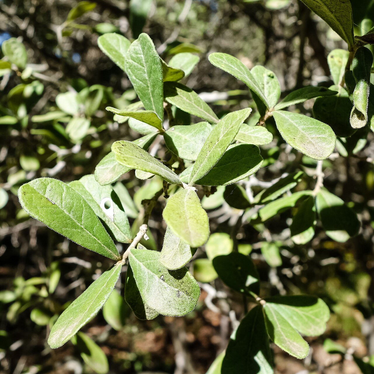 Texas Persimmon (Diospyros texana) - PlantNative.org Close-up of Texas Persimmon leaves showing small oval leathery leaves on gray twigs