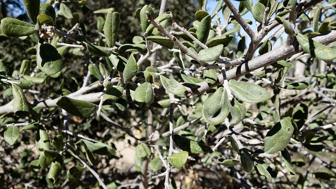 Texas Persimmon (Diospyros texana) - PlantNative.org Texas Persimmon (Diospyros texana) multi-trunked shrub growing on a rocky Hill Country slope with pale gray bark and small rounded leaves
