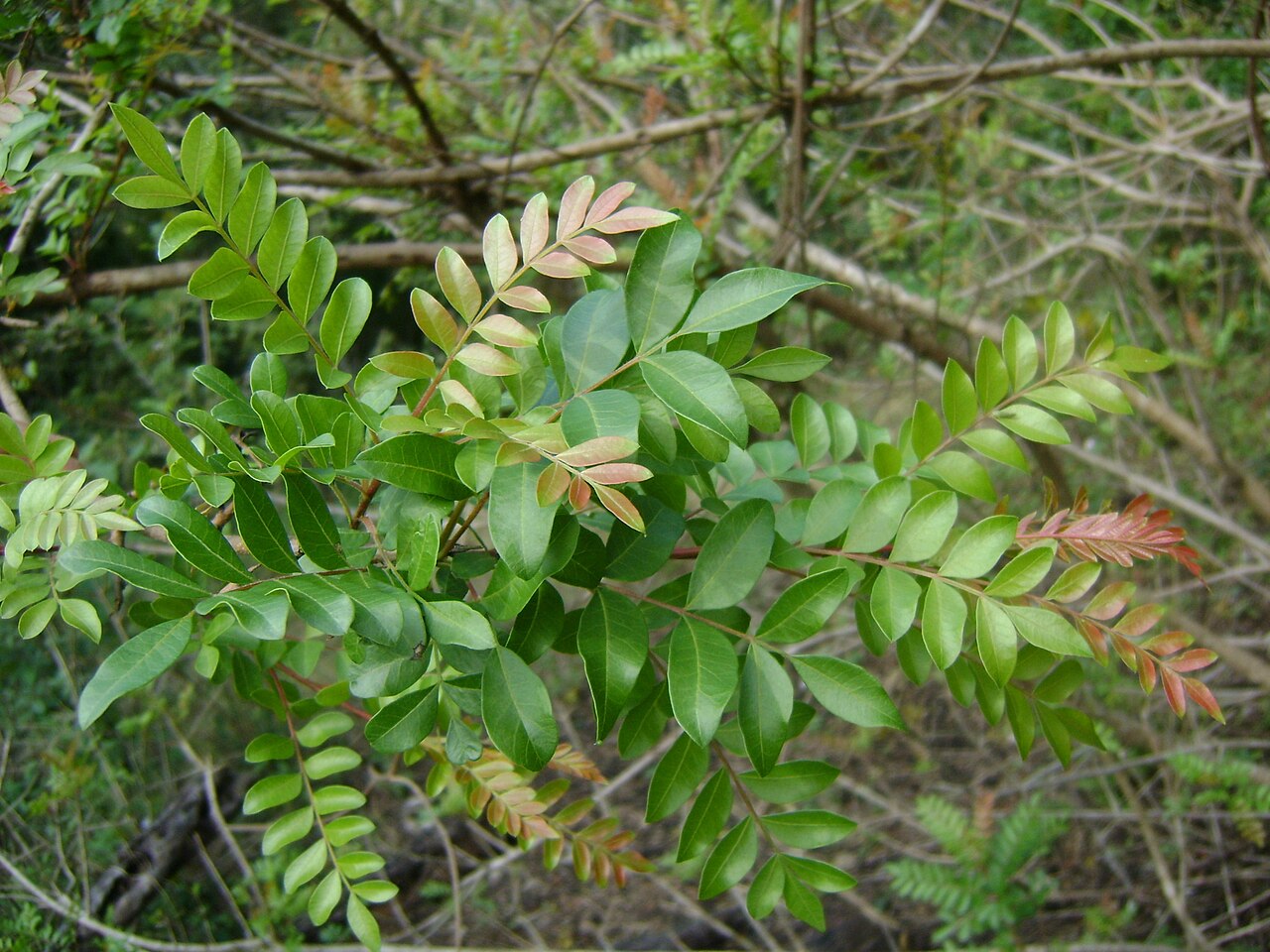 Texas Pistache (Pistacia mexicana) branch with glossy pinnately compound leaves and reddish new growth