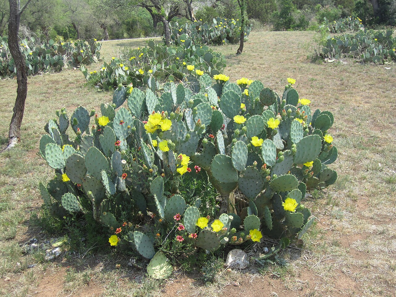 Texas Prickly Pear (Opuntia lindheimeri) cactus clump covered in bright yellow flowers in Llano County, Texas