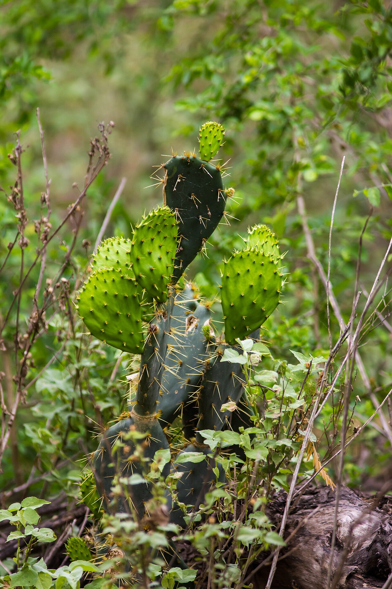 Young green pads of Texas Prickly Pear (Opuntia lindheimeri) cactus with visible spines growing among brush