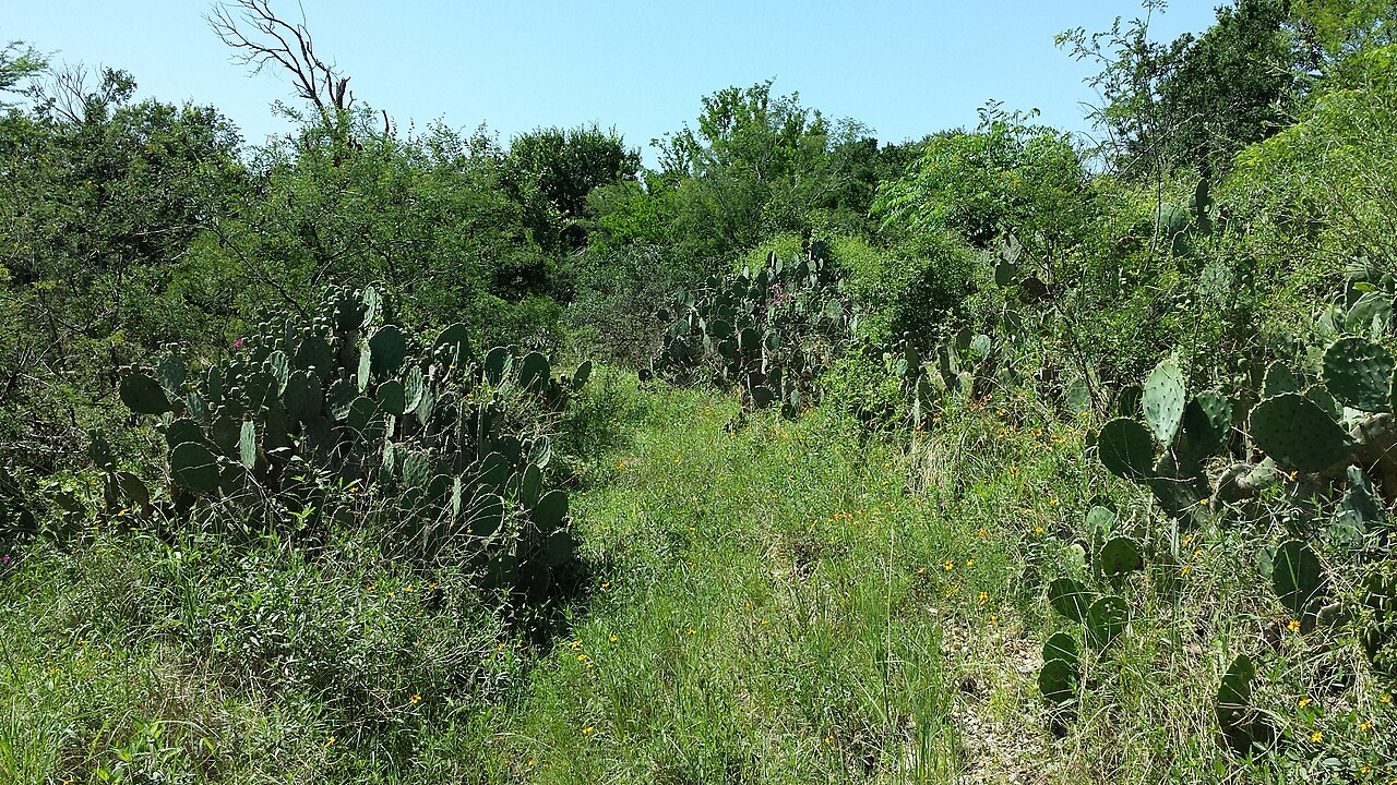 Thicket of Texas Prickly Pear (Opuntia lindheimeri) cactus pads growing along a trail in the Texas Hill Country