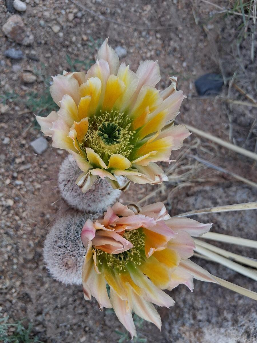Texas Rainbow Cactus (Echinocereus dasyacanthus) - PlantNative.org Close-up of a multicolored yellow, orange and pink flower of Texas rainbow cactus (Echinocereus dasyacanthus)