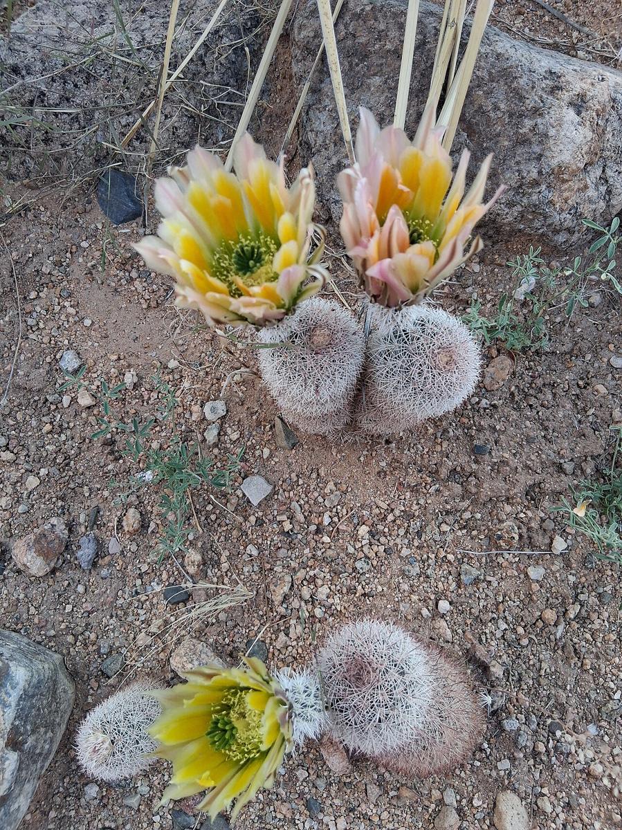 Texas Rainbow Cactus (Echinocereus dasyacanthus) - PlantNative.org Two small Texas rainbow cactus (Echinocereus dasyacanthus) plants blooming with yellow-orange flowers in rocky Chihuahuan Desert soil