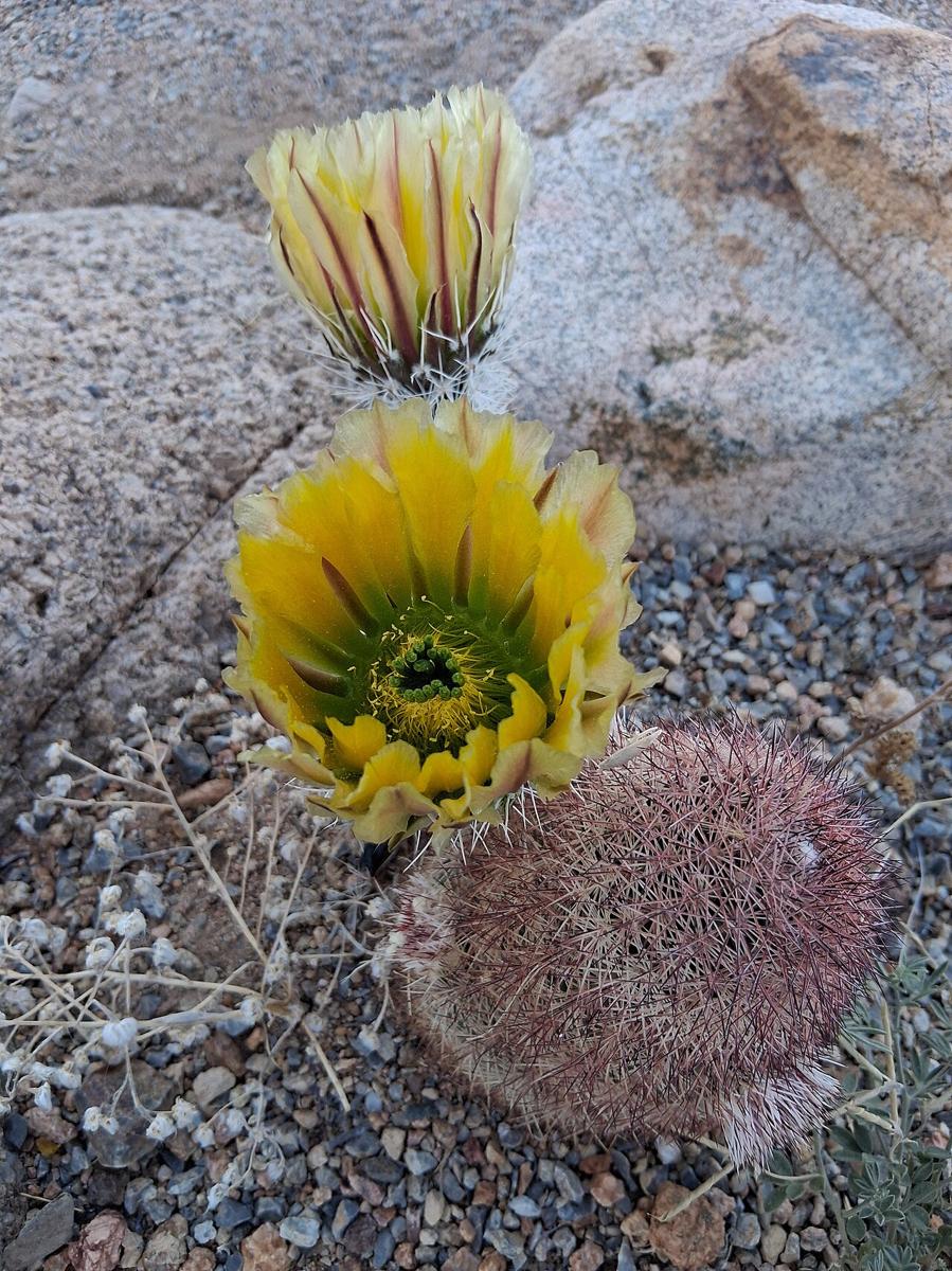 Texas Rainbow Cactus (Echinocereus dasyacanthus) - PlantNative.org Pink-spined stem and golden yellow flower of Texas rainbow cactus (Echinocereus dasyacanthus) among desert rocks