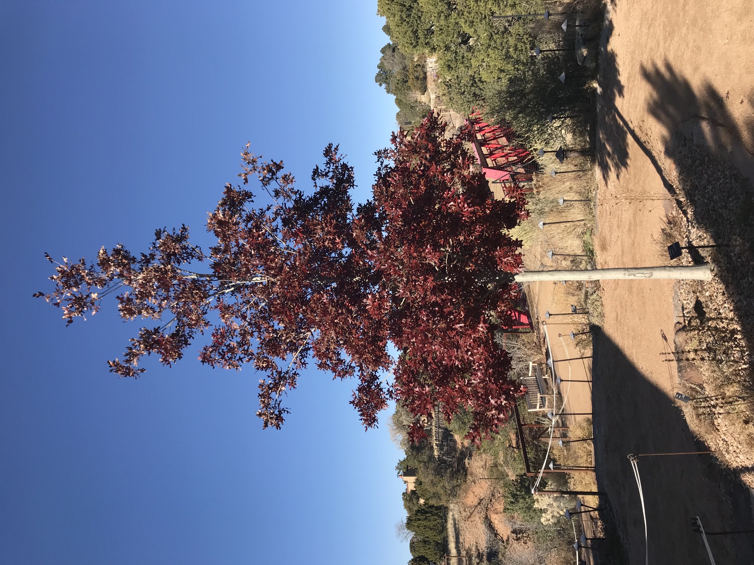 Texas Red Oak (Quercus buckleyi) - PlantNative.org Texas red oak (Quercus buckleyi) in brilliant red fall foliage