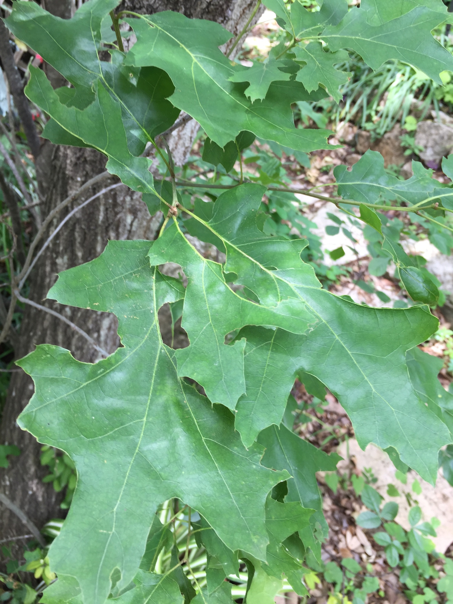 Texas Red Oak (Quercus buckleyi) - PlantNative.org Branch of Texas red oak with multiple deeply lobed green leaves