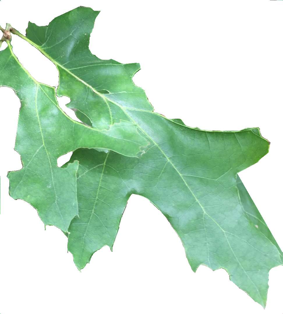 Texas Red Oak (Quercus buckleyi) - PlantNative.org Close-up of a single Texas red oak leaf showing deep, bristle-tipped lobes