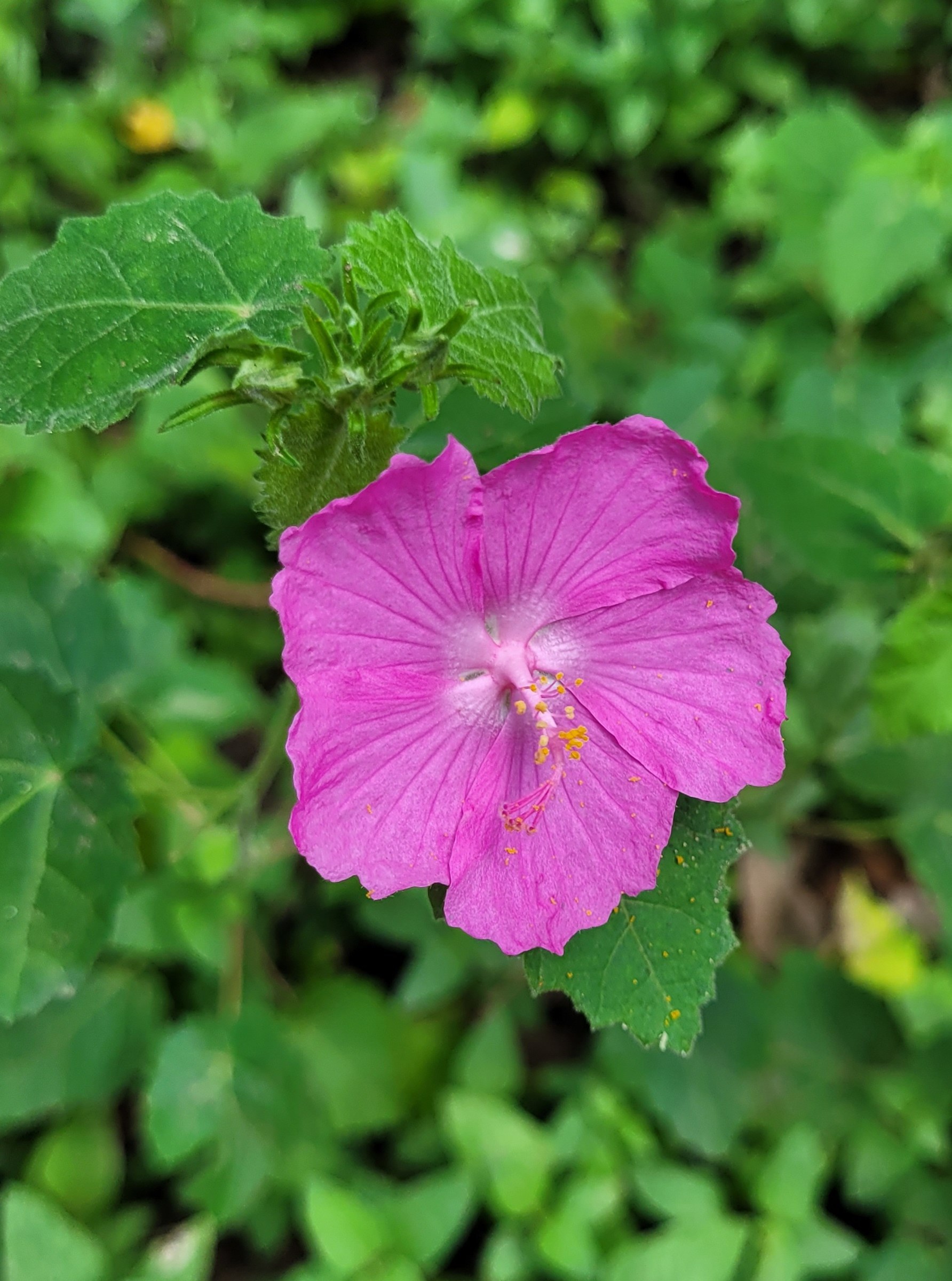 Texas Rock Rose (Pavonia lasiopetala) - PlantNative.org Close-up of a single Texas Rock Rose (Pavonia lasiopetala) flower showing five pink petals and the central column of fused stamens