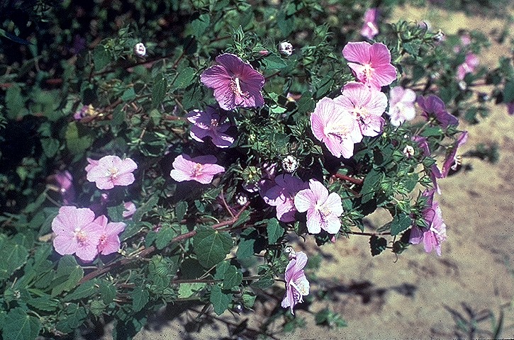 Texas Rock Rose (Pavonia lasiopetala) - PlantNative.org Texas Rock Rose (Pavonia lasiopetala) shrub covered in pink hibiscus-like flowers