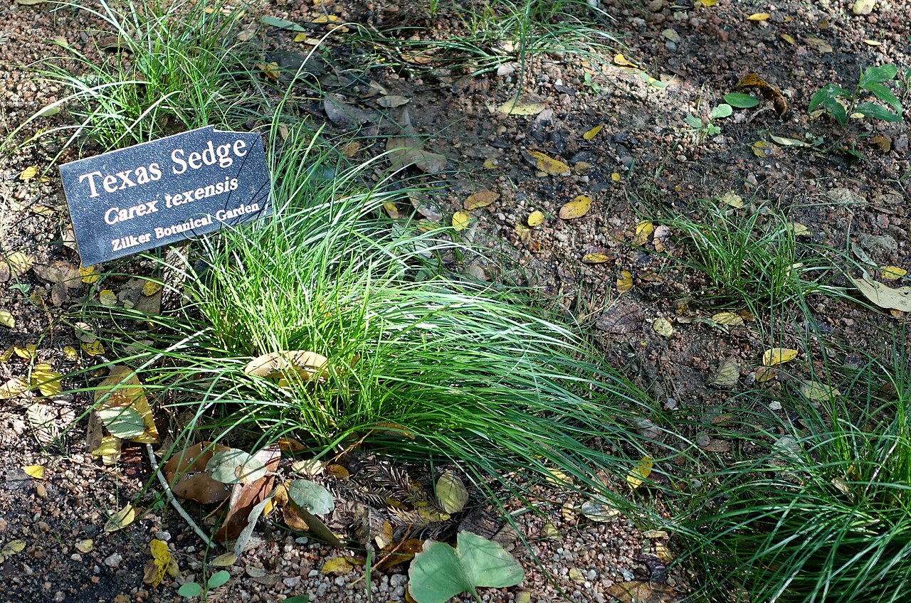 Texas Sedge (Carex texensis) - PlantNative.org Texas sedge (Carex texensis) growing as a fine-textured, fountain-shaped clump in a shaded garden bed