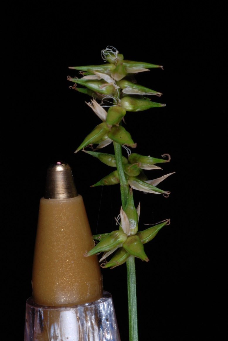 Texas Sedge (Carex texensis) - PlantNative.org Detailed view of a Texas sedge (Carex texensis) seed spike shown beside a pen for scale