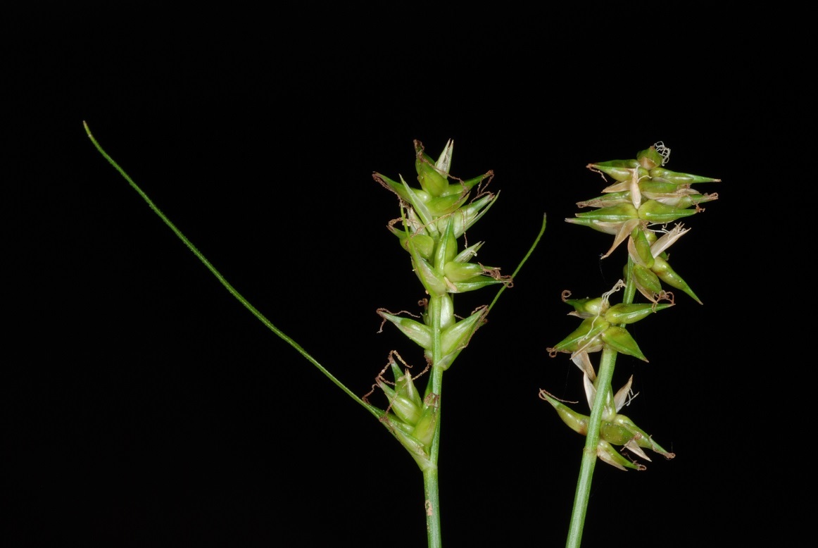 Texas Sedge (Carex texensis) - PlantNative.org Close-up of the small green spikelets of Texas sedge (Carex texensis) showing beaked seed sacs
