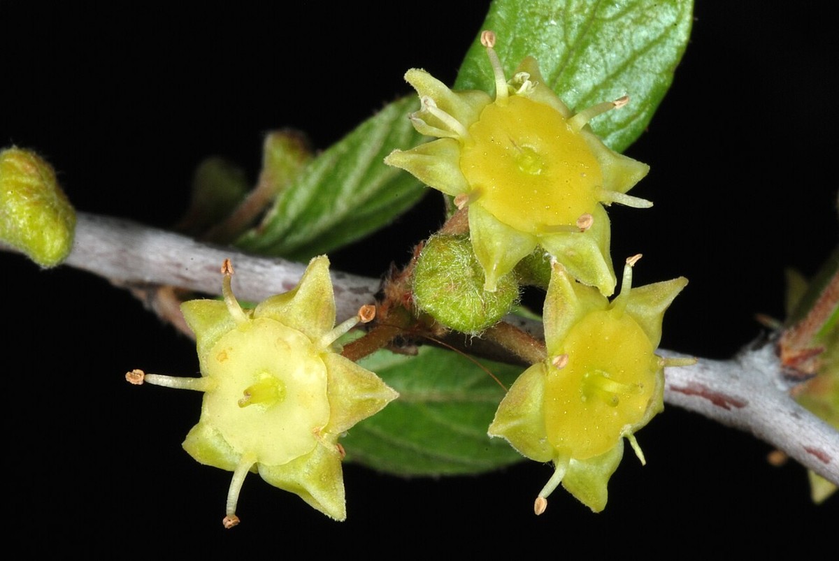 Texas Snakewood (Colubrina texensis) pale green unripe fruit maturing to brown-black drupes