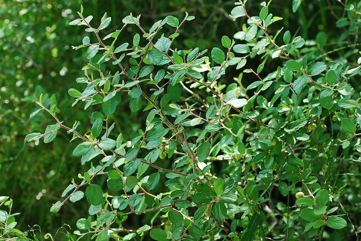 Texas Snakewood (Colubrina texensis) dense thicket of zig-zagging branches with small glossy leaves