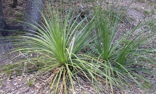 Two Texas Sotol (Dasylirion texanum) rosettes growing among limestone rubble and leaf litter in Hill Country woodland