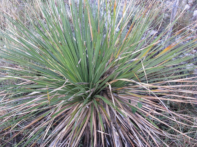 Texas Sotol (Dasylirion texanum) rosette of narrow, spine-edged leaves radiating from a central crown